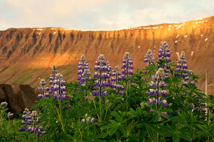 Fjörður á Vestfjörðum í kvöldsól með lúpínum